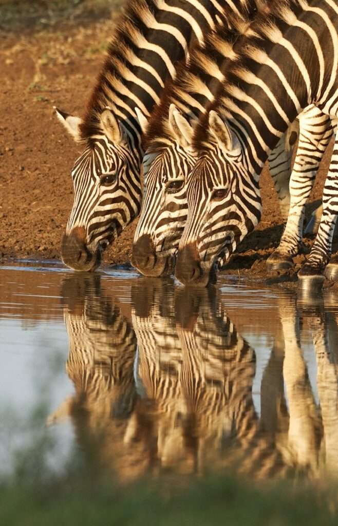 three zebra drinking water on river